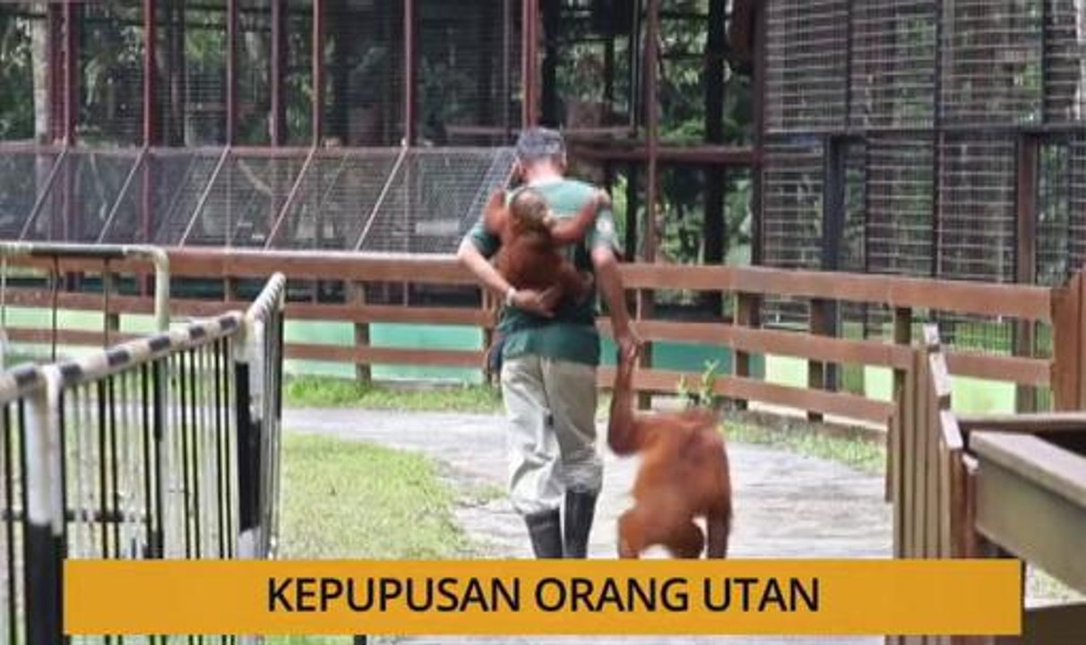 Kalendar Sarawak: Pesuruhjaya Polis Sarawak, kepupusan orang utan & Festival Kuih Bulan
