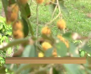 Teroka produk agropelancongan Kuala Pilah