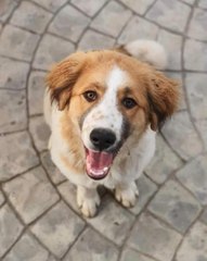 Son dakika haberi... Üzerlerine gelen köpeği öldüren polise soruşturma