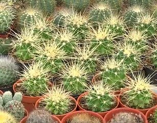 Tanam: Pokok kaktus dan cara menghias untuk dijadikan hiasan