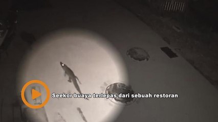 Jaga-jaga ada buaya terlepas