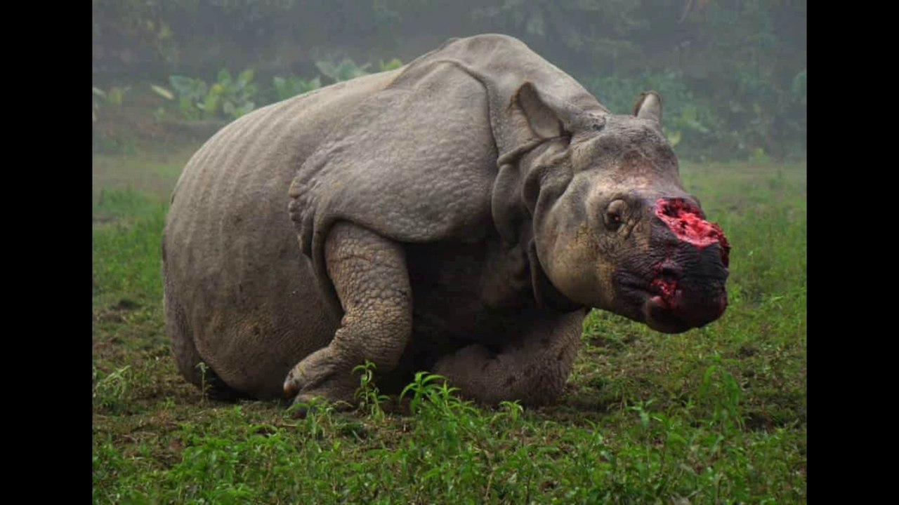 Indian animals  | animals | wildlife | wildlife news | Indian wildlife