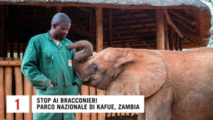 Cinque modi in cui l'intelligenza artificiale protegge gli animali