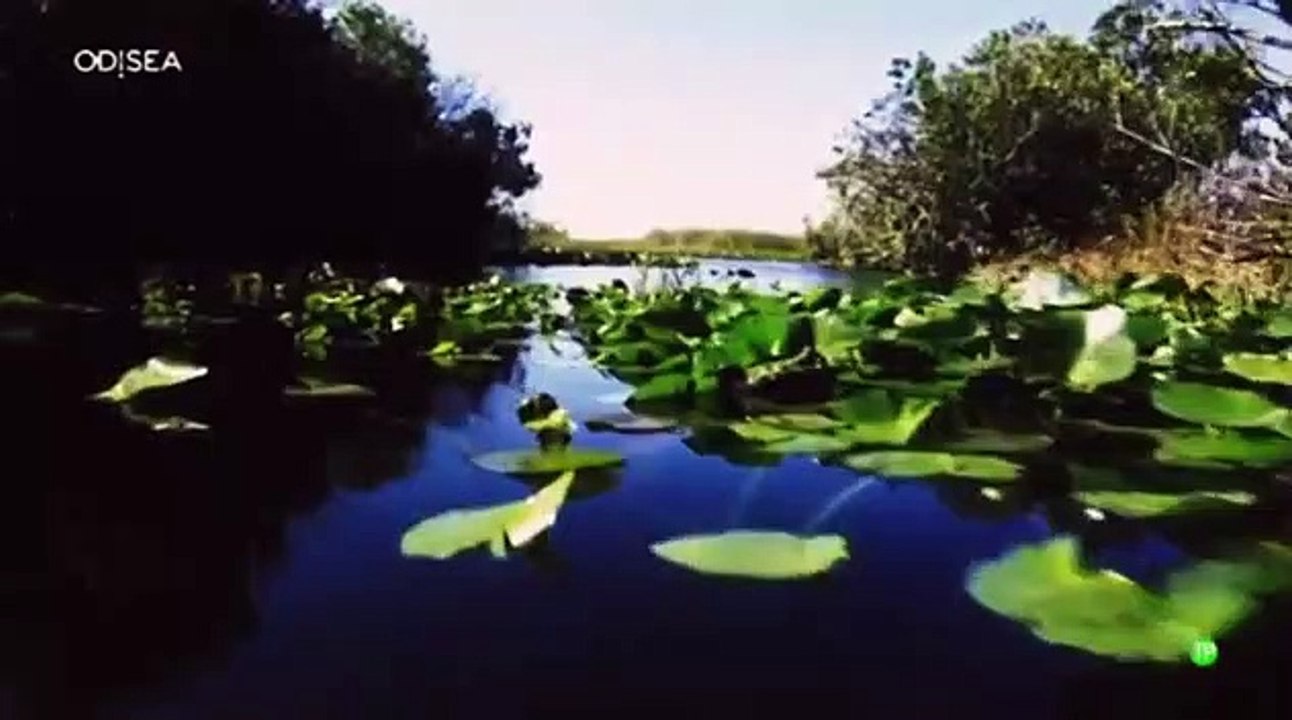 Estaciones salvajes en las Everglades) la estación de la sequía
