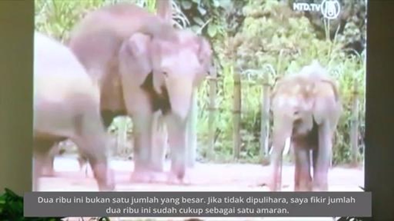 Pasukan khas ditubuh kekang kepupusan gajah Pygmy Borneo