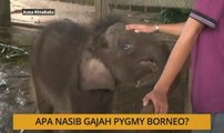 Kalendar Sabah: Gajah Pgymy Borneo, keselamatan Kota Kinabalu & gangguan seksual kanak-kanak