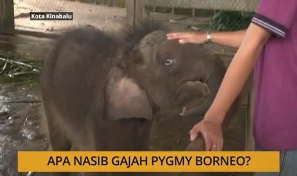 Kalendar Sabah: Gajah Pgymy Borneo, keselamatan Kota Kinabalu & gangguan seksual kanak-kanak