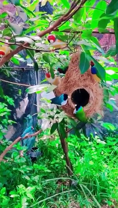 The Amazing Birds