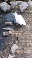 Cute White Goose  Video By Kingdom of Awais