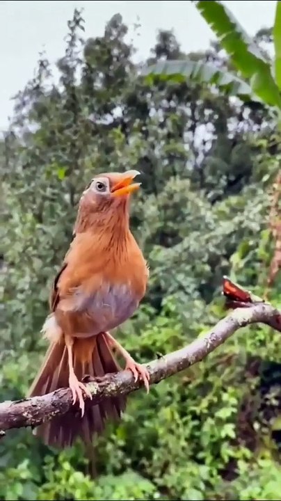 Wambi Chirping