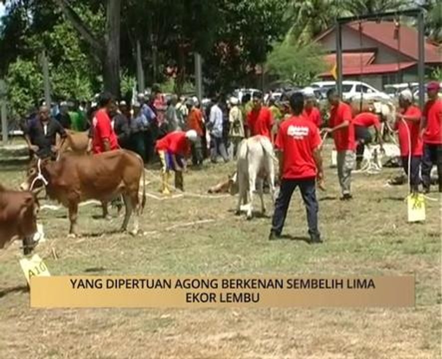 AWANI - Kelantan: Yang Di Pertuan Agong berkenan sembelih lima ekor lembu.