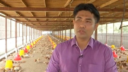 Ikon Agro: Potensi strawberi & ayam kacuk kampung