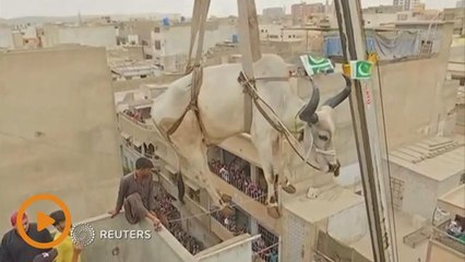 Sacrificial cattle get crane lifted from Karachi rooftop