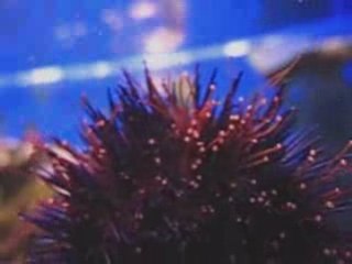 Locomotion des oursins