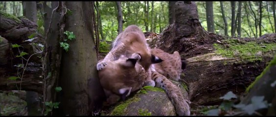 Las Estaciones – Tráiler Subtitulado en Español