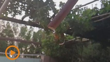 Serangga kecil berusaha dapatkan setitik air