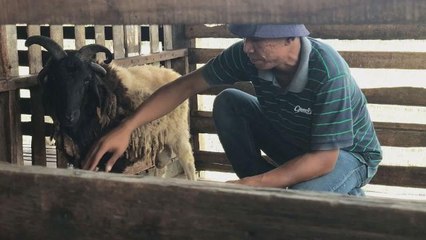 Kambing bertanduk empat di Jerlun