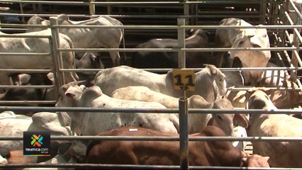 tn7-subasta-de-ganado-genera-al-estado-700-millones-de-colones-250222