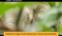 Gajah Pygmy makin 'hilang'