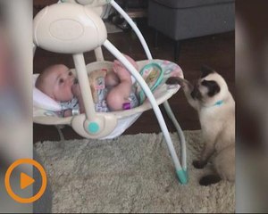 Aksi comel seekor kucing membuaikan bayi dalam buaian