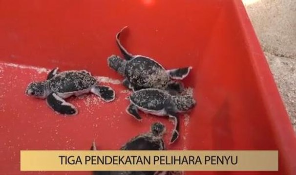 AWANI State [Terengganu]: Tindakan jual telur penyu berleluasa tingkatkan risiko kepupusan
