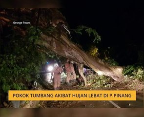 Pokok tumbang akibat hujan lebat di Pulau Pinang