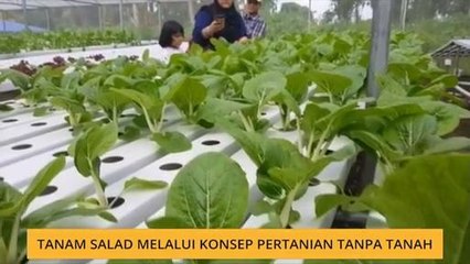Bicara Borneo: Tanam salad melalui konsep pertanian tanpa tanah