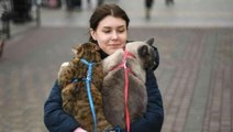 Ukraynalılar evlerini evcil hayvanlarıyla birlikte terk ediyor, onları geride bırakmıyor