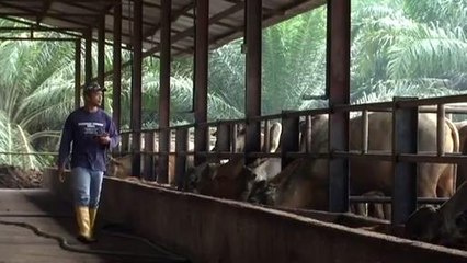 Ikon Agro: Ternak lembu dan tanam padi, boleh kaya?