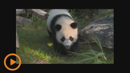 Bayi panda di Perancis sambut ulang tahun kelahiran pertama