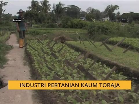 Bicara Borneo: Industri pertanian kaum Toraja