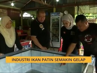 Industri ikan patin semakin gelap