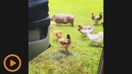 Cabaran Keke versi haiwan ternakan