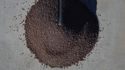 Villaviciosa: un cuarto de siglo exprimiendo la riqueza de las piñas de Sierra Morena