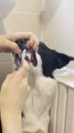 Dog Gets Irritated After Owner Brushes its Teeth