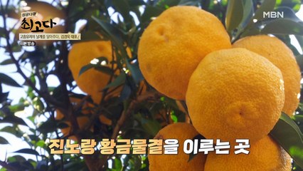 비타민C와 미네랄이 풍부한 유자!