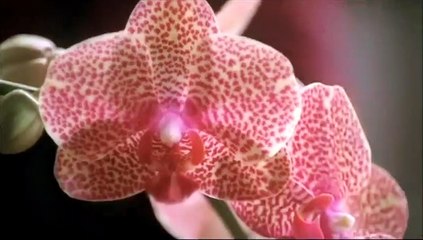 Casi un gigoló Tráiler