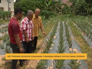 KRT Padang Bongor usahakan tanaman nenas untuk dana operasi