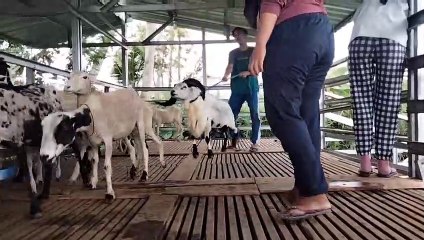 Proses perkawinan domba garut