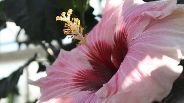 Des plantes étranges exposées au Jardin botanique