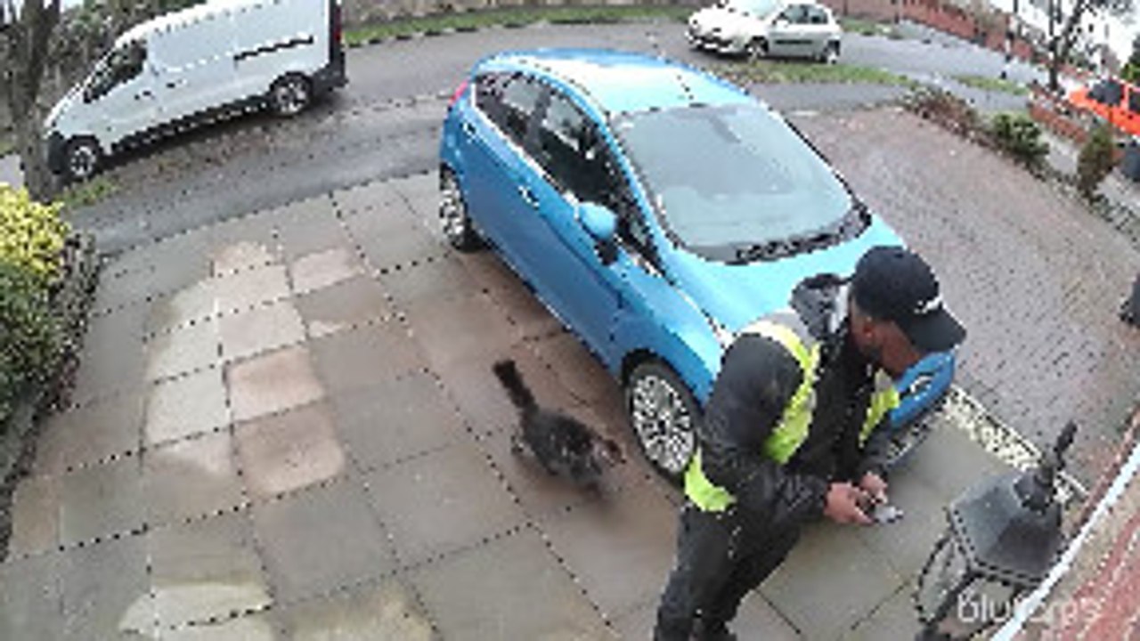 Cat Jumps on Delivery Driver