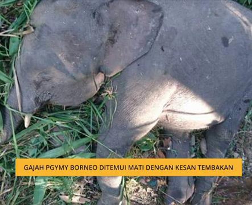 Gajah Pygmy Borneo ditemui mati dengan kesan tembakan