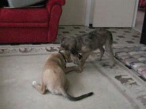 tequila et cannelle jouent mars08