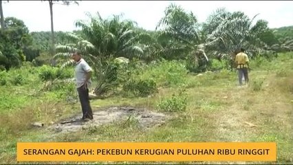 Serangan gajah: Pekebun kerugian puluhan ribu ringgit