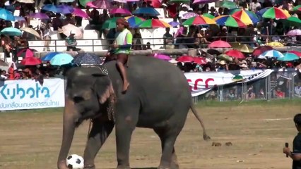 'Love & Bananas: An Elephant Story'- Tráiler oficial