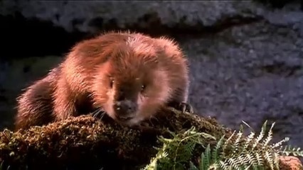 'Dr. Dolittle 2' - Tráiler oficial en inglés