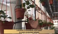 AWANI State [Sarawak]: Ladang Strawberi pertama di kaki Gunung Serapi