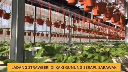 Bicara Borneo: Ladang Strawberi di kaki Gunung Serapi, Sarawak