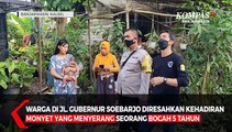 Animal Rescue Banjarmasin Buru 2 Monyet Ekor Panjang Setelah Serang Seorang Bocah