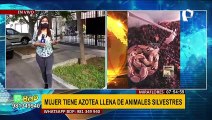 Miraflores: denuncian que mujer tiene su azotea llena de serpientes, iguanas y tarántulas